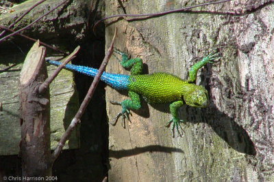 Sceloporus taeniocnemisGuatemalan Emerald Spiny Lizard