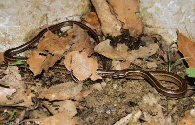 Rhadinaea gaigeae