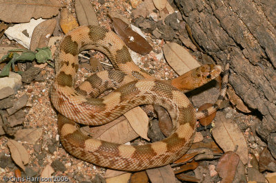 Pituophis deppeiMexican Gophersnake