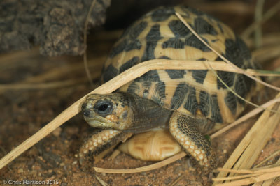Pyxis arachnoidesMadagascan Spider Tortoise