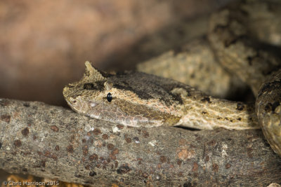 Protobothrops cornutus