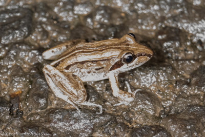 Limnodynastes peroniiStriped Marsh Frog