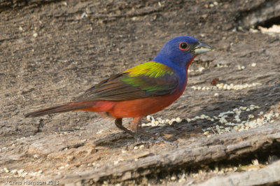 Painted Bunting