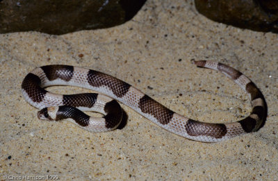 Phyllorhynchus browniSaddled Leaf-nosed Snake