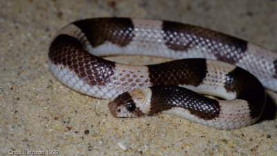 Phyllorhynchus browniSaddled Leaf-nosed Snake