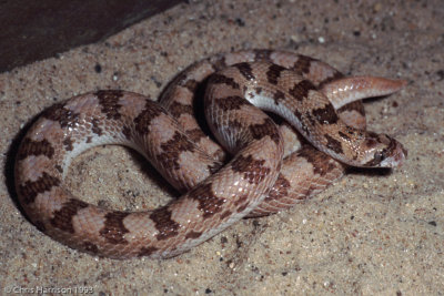 Phyllorhynchus decurtatusSpotted Leaf-nosed Snake