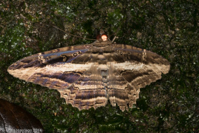 Letis buteoHawk Moth