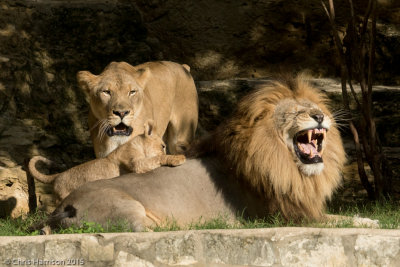 LionPanthera leo
