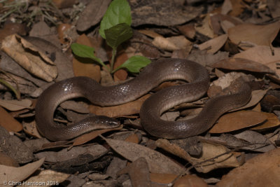 Virginia striatulaRough Earthsnake