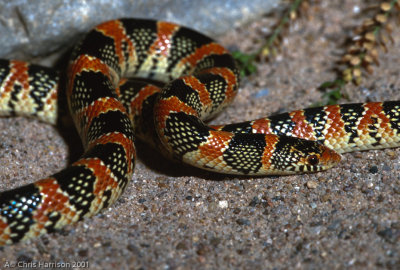 Rhinocheilus leconteiLongnosed Snake