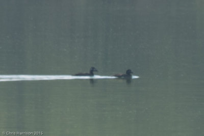 White-winged Scoters