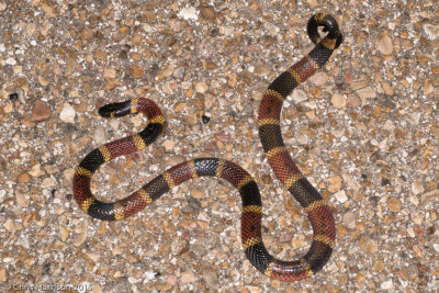 Micrurus tenerTexas Coralsnake