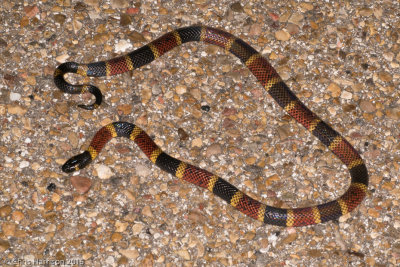 Micrurus tenerTexas Coralsnake