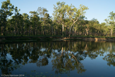 Swamp near Mitchell Lake, QLD