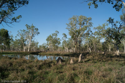 swamp near Mareebra Wetlands