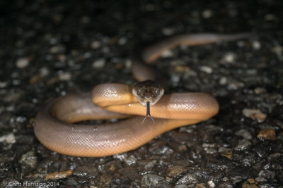 Liasis fuscusWater Pythonyearling