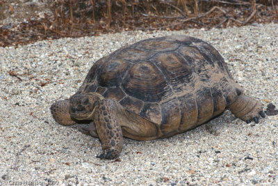 Arizona Desert TortoiseGopherus morafkai