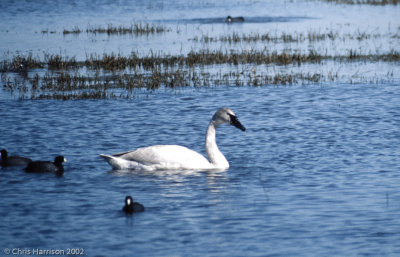 Trumpeter Swan