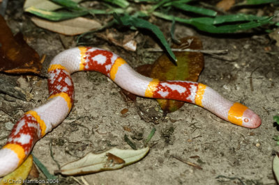 Micrurus tenerTexas Coralsnake - albino