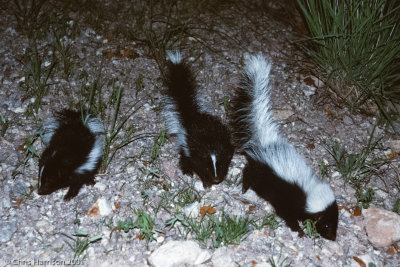 Weasels, Otters, Skunks,  Badgers, and relatives