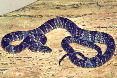 Trimorphodon biscutatusMexican Lyre Snake
