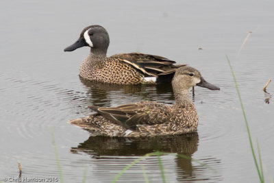 Blue-winged Tealmale and female