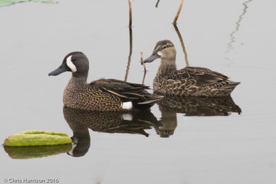 Blue-winged Teal