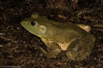 Lithobates catesbeianusAmerican Bullfrog