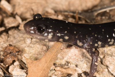 <i>Plethodon albagula</i><br>White-throated Slimy Salamander