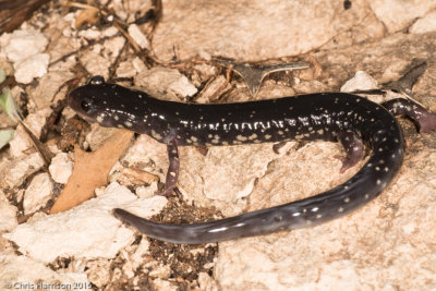 Plethodon albagulaWhite-throated Slimy Salamander