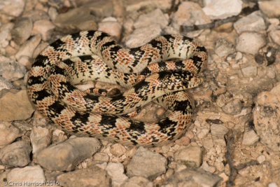 Rhinocheilus leconteiTexas Longnosed Snake