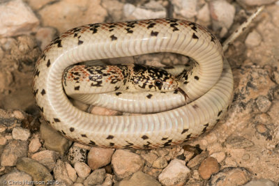 Rhinocheilus leconteiTexas Longnosed Snake