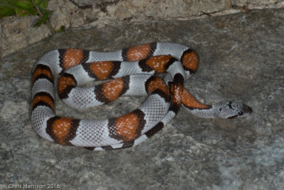 Lampropeltis alternaGray-banded Kingsnake