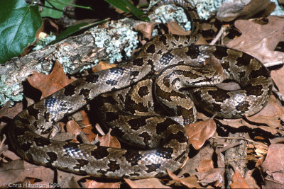 Lampropeltis calligasterPrairie Kingsnake