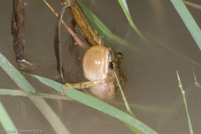 Pseudacris clarkiiSpotted Chorus Frog