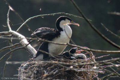 Pied Cormorant