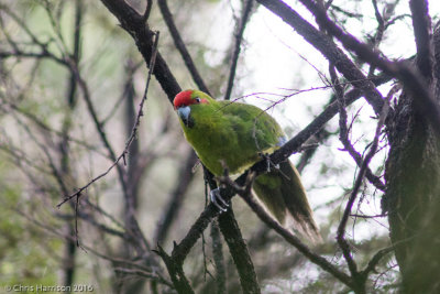Red-crowned Parakeet