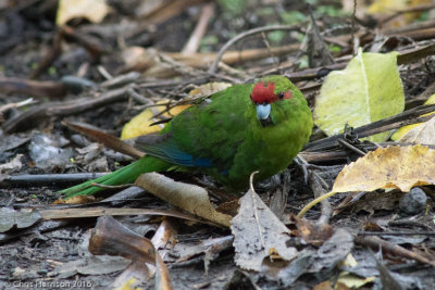 Red-crowned Parakeet