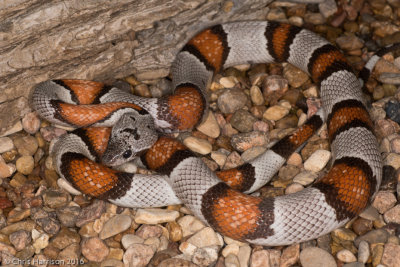 Lampropeltis alternaGray-banded Kingsnake