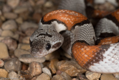 Lampropeltis alternaGray-banded Kingsnake