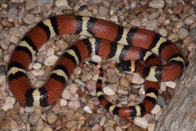 Lampropeltis annulataMexican Milksnake