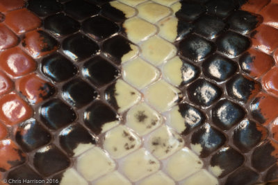 Lampropeltis annulataMexican Milksnake