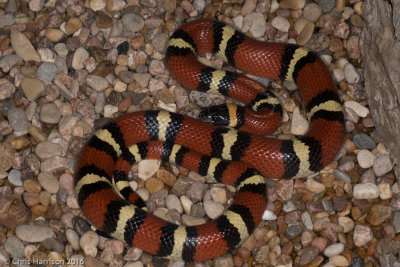 Lampropeltis annulataMexican Milksnake
