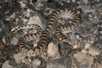 Gyalopion canumChihuahuan Hook-nosed Snake