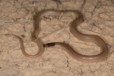 Tantilla atricepsMexican Black-headed Snake
