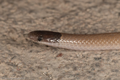 Tantilla atricepsMexican Black-headed Snake