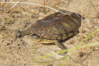 Terrapene coahuilaeAquatic Box Turtle