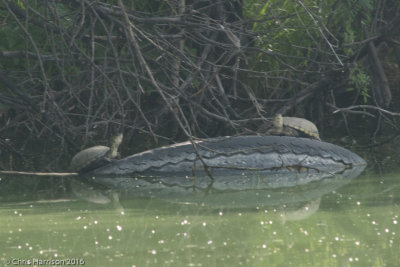 Kinosternon flavescensYellow Mud Turtle