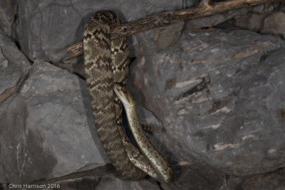 Crotalus ornatusEastern Black-tailed Rattlesnake