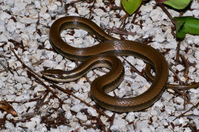 Coniophanes imperialis copeiSouthern Black-striped Snake